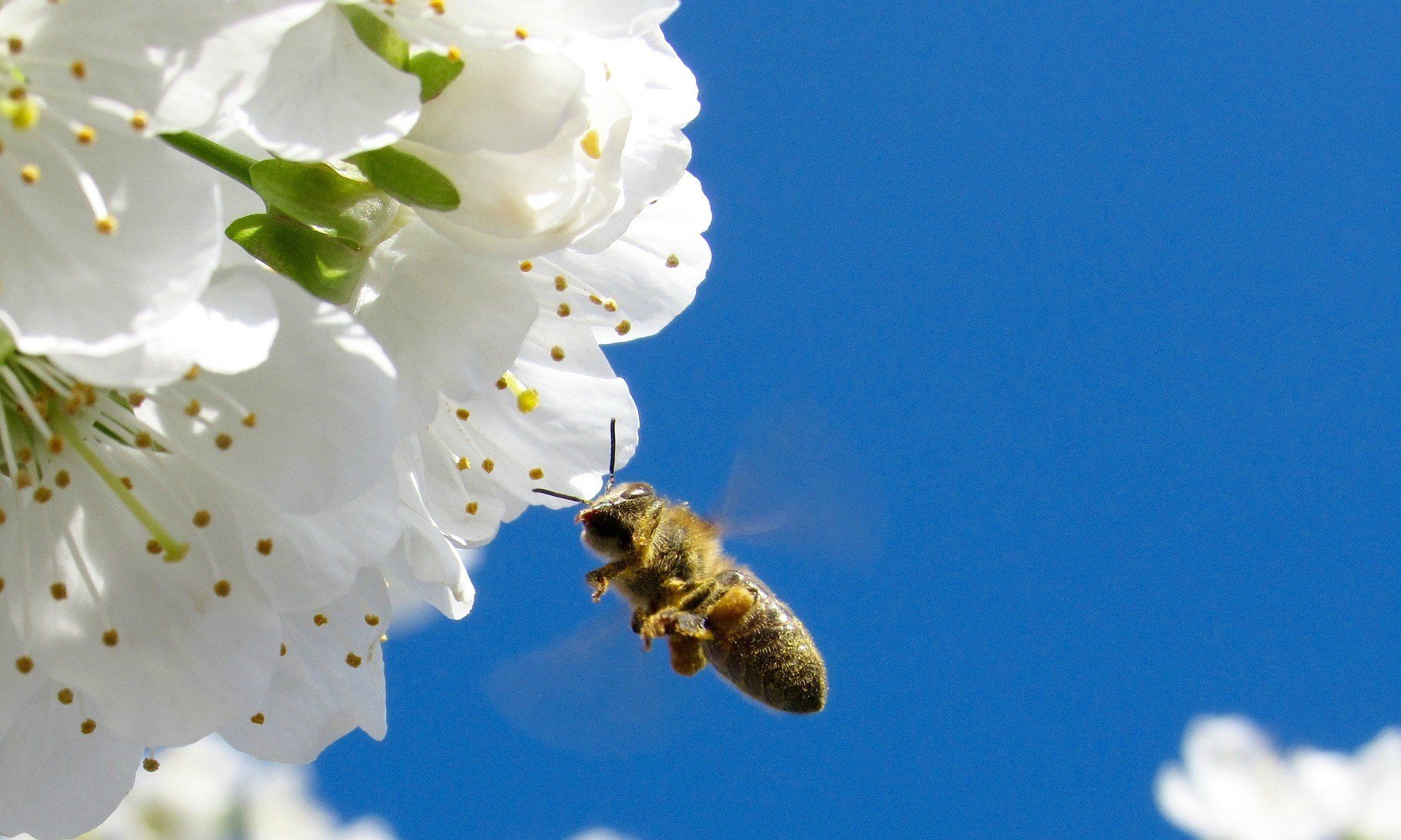 Is Honey Vegan? A Full and Detailed Explanation